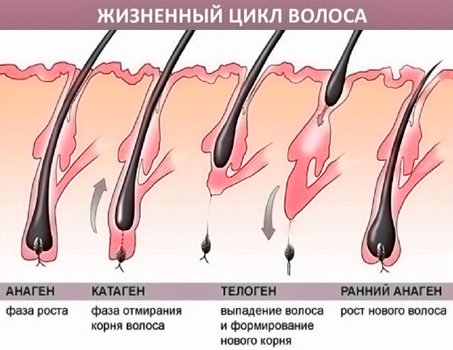 Жизненный цикл волоса у человека